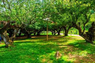 Angkhang, Tayland Kraliyet Tarım İstasyonunda Japon Kayısı Ağaçları.