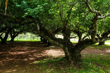 Angkhang, Tayland Kraliyet Tarım İstasyonunda Japon Kayısı Ağaçları.