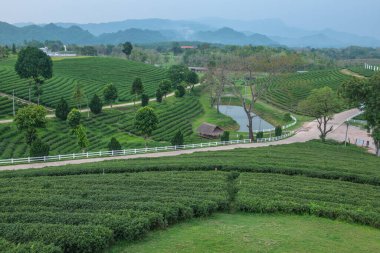 Tayland, Tayland 'da çay çiftliği.