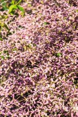 Küçük menekşe çiçeğinin arka planı, Tayland.