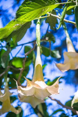 Datura çiçekleri ağaçta, Tayland.