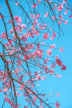 Mavi gökyüzü olan kiraz ağaçları, Tayland.