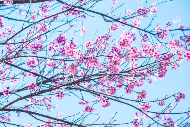 Mavi gökyüzü olan kiraz ağaçları, Tayland.