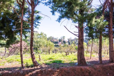 Khun Wang Kraliyet Projesi, Tayland.
