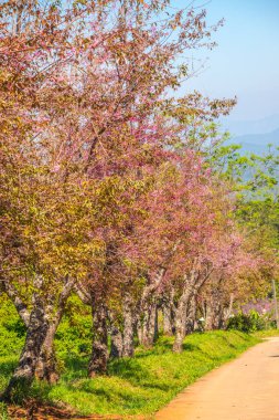 Chiangmai, Tayland 'da kiraz çiçeği parkı..