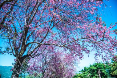 Kiraz ağacı, Tayland..