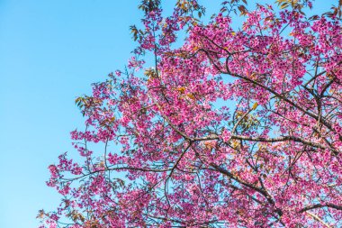 Kiraz Çiçekleri, Tayland 'ın arka planı.