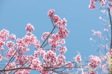 Kiraz Çiçeklerinin Kapanışı, Tayland.