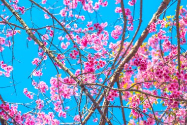 Kiraz Çiçeklerinin Kapanışı, Tayland.