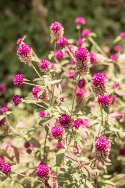 Bahçede, Tayland 'da Yerküre Amaranth çiçeği.