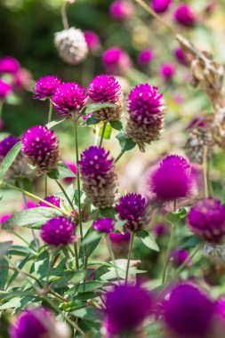 Bahçede, Tayland 'da Yerküre Amaranth çiçeği.