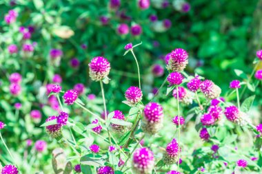 Bahçede, Tayland 'da Yerküre Amaranth çiçeği.