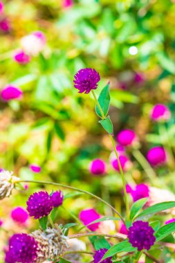 Bahçede, Tayland 'da Yerküre Amaranth çiçeği.