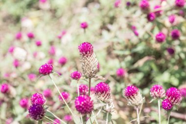 Bahçede, Tayland 'da Yerküre Amaranth çiçeği.