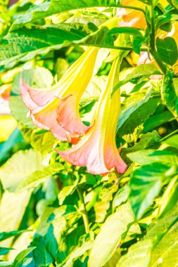 Datura çiçekleri ağaçta, Tayland.