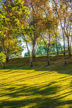 Chiangmai, Tayland 'da kiraz çiçeği parkı..