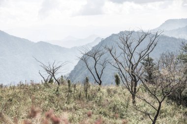 Chiangrai, Tayland 'daki Phu Chi Fa Dağı manzarası.