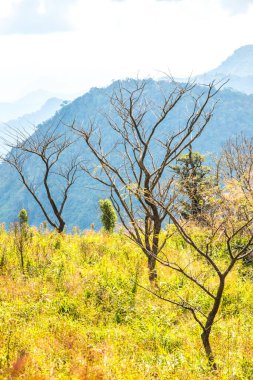Chiangrai, Tayland 'daki Phu Chi Fa Dağı manzarası.
