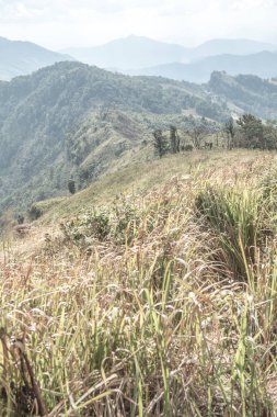 Chiangrai, Tayland 'daki Phu Chi Fa Dağı manzarası.