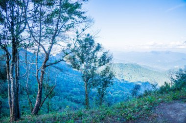 Tayland 'ın Chiangrai ilindeki Doi Pha Tang Dağı manzarası.