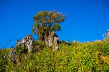 Tayland 'ın Chiangrai ilindeki Doi Pha Tang Dağı manzarası.