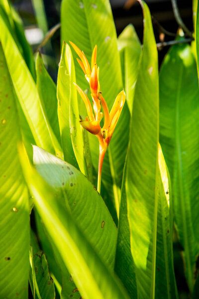 Райская птица в парке, Таиланд.