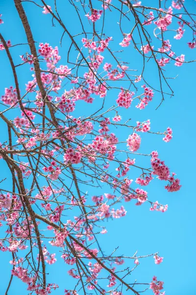 Mavi gökyüzü olan kiraz ağaçları, Tayland.