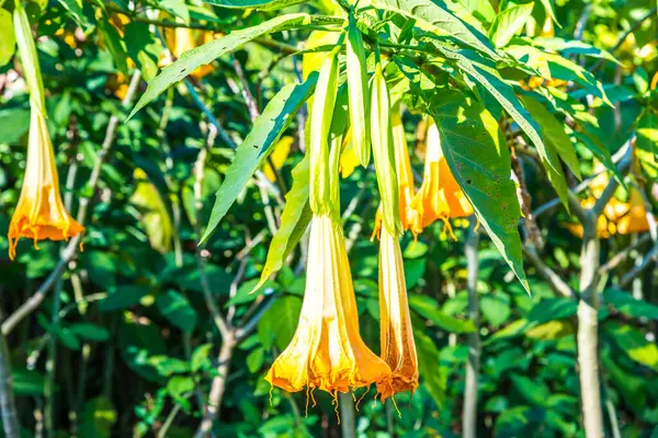 Datura çiçekleri ağaçta, Tayland.