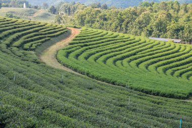 Tayland, Tayland 'da Çay Çiftliği.