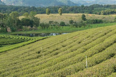 Tayland, Tayland 'da Çay Çiftliği.