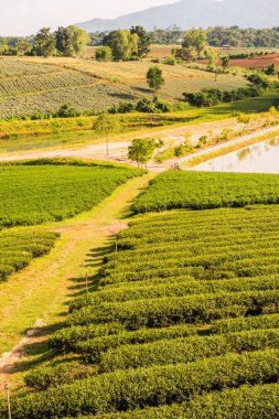 Tayland 'da gölü olan çay çiftliği.