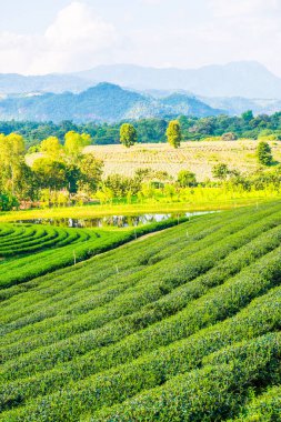 Tayland, Tayland 'da Çay Çiftliği.