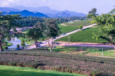 Tayland, Tayland 'daki çay çiftliğinin manzarası.