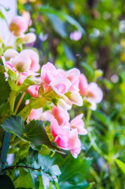 Dekorasyon için plastik çiçekler, Tayland.