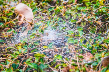 Sabah çiğ taneli örümcek ağı, Tayland.