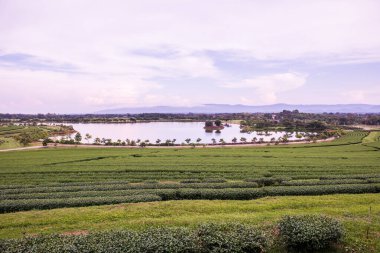 Tayland 'da gölü olan çay çiftliği.