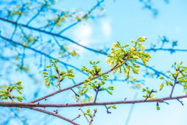 Kiraz Çiçeklerinin Kapanışı, Tayland.
