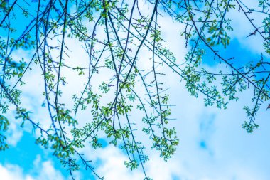 Kiraz Çiçeklerinin Kapanışı, Tayland.