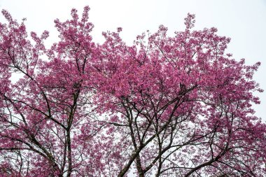 Tayland 'da Pembe Sakura Çiçekleri.
