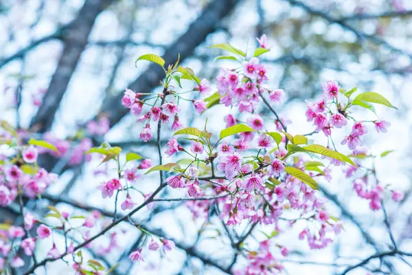 Tayland 'da Pembe Sakura Çiçekleri.