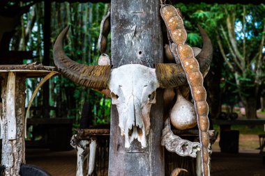 Baan Barajı müzesinde bufalo kafatası, Tayland.