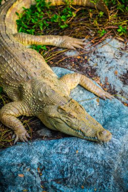 Albino Siyam Timsahı veya Tayland Timsahı, Tayland.