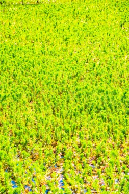 Su yüzeyindeki su bitkisi, Tayland.