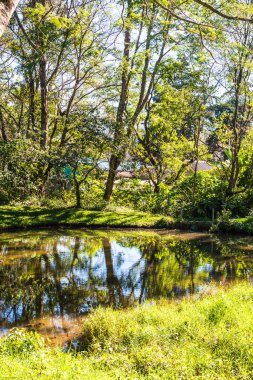 Tayland 'da küçük göletli bir orman..