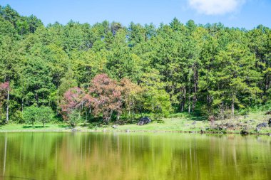 Tayland 'da gölü olan kiraz ağaçları..