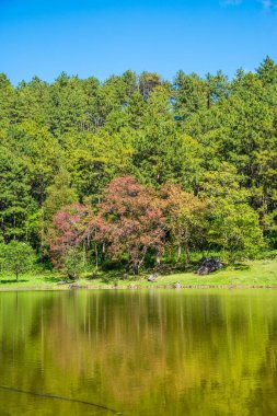Tayland 'da gölü olan kiraz ağaçları..