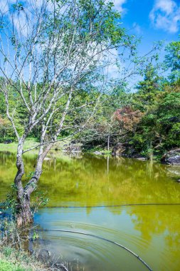 Tayland 'da gölü olan kiraz ağaçları..