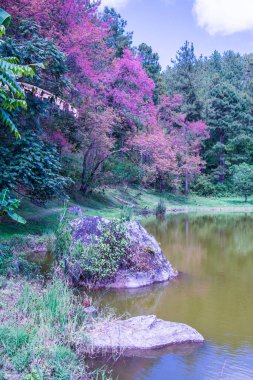 Tayland 'da gölü olan kiraz ağaçları..
