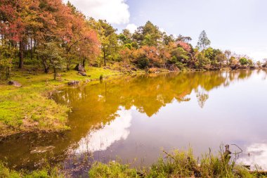 Tayland 'da gölü olan kiraz ağaçları..