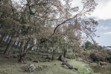 Tayland, Tayland 'da kiraz ağaçları.